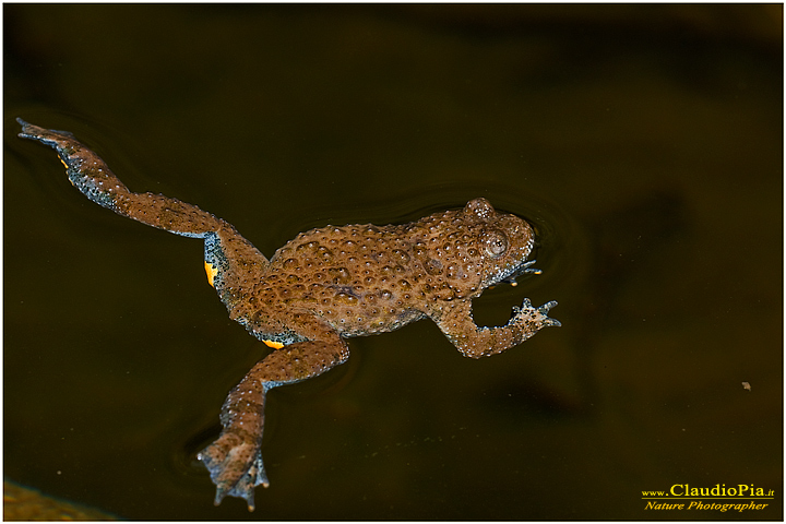 bombina pachypus ululone dal ventre giallo ululone appenninico