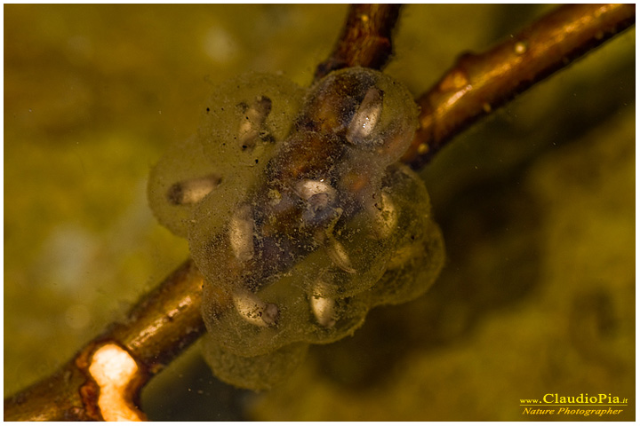 bombina pachypus ululone dal ventre giallo ululone appenninico