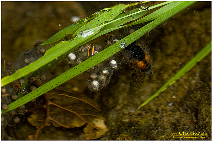 bombina pachypus ululone dal ventre giallo ululone appenninico