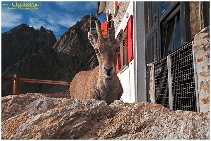 capra ibex o Stambecco al Rifugio Remondino