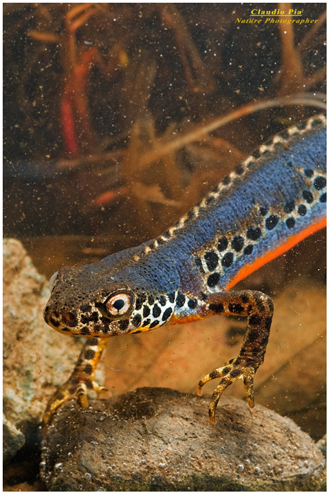 tritone triturus alpestris