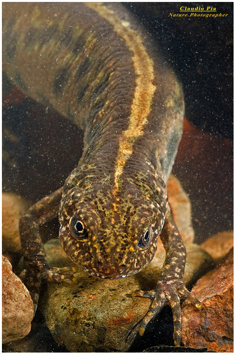 tritone triturus cristatus