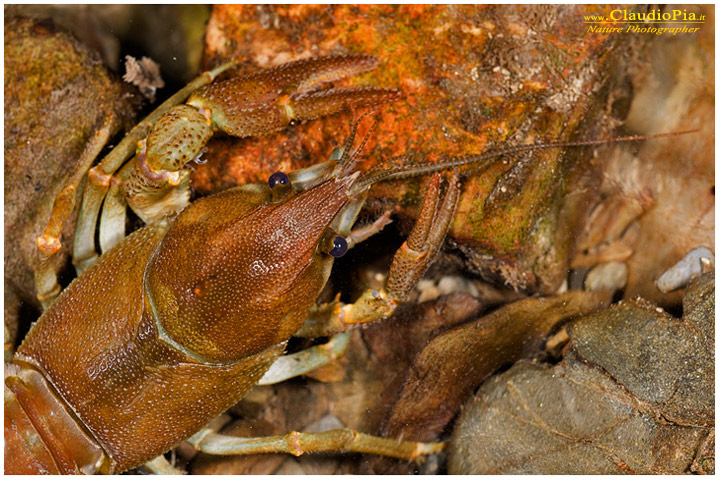 austropotamobius pallipes gambero di fiume