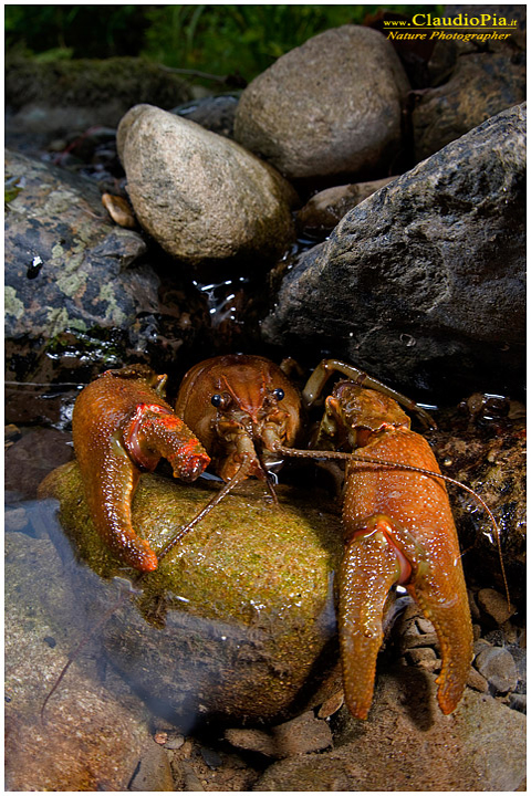 austropotamobius pallipes gambero di fiume