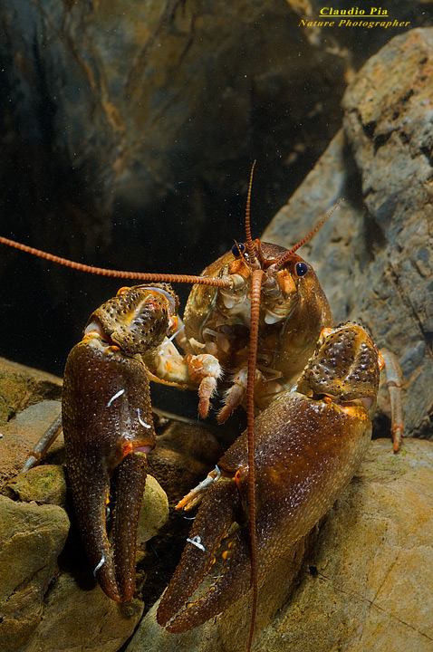 austropotamobius pallipes gambero di fiume