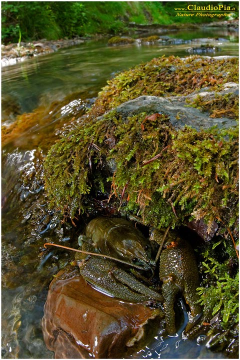 austropotamobius pallipes gambero di fiume