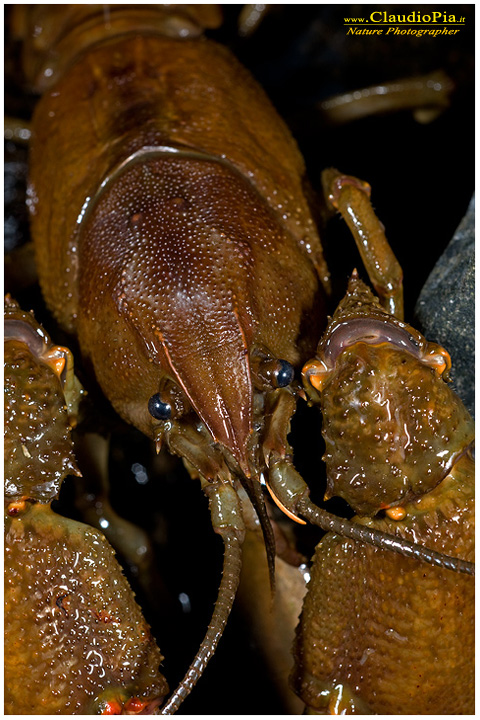 austropotamobius pallipes gambero di fiume