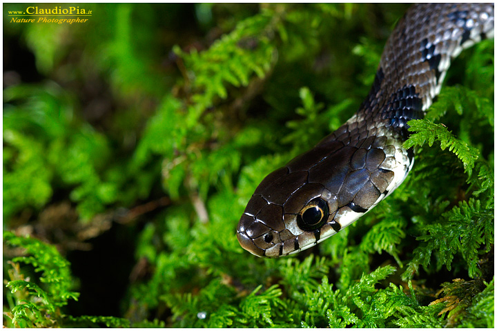 natrix natrix biscia dal collare d'acqua