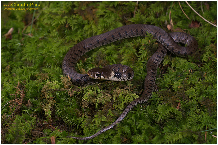 natrix natrix biscia dal collare d'acqua