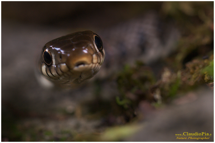 natrix natrix biscia dal collare d'acqua