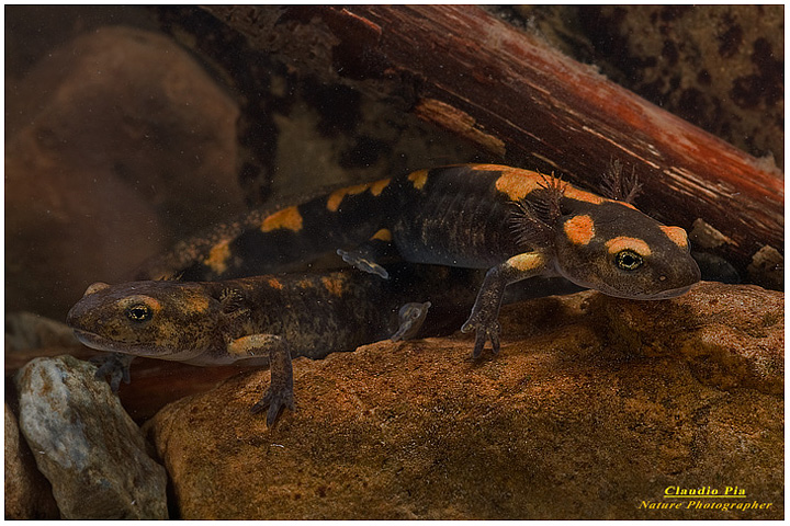 salamandra salamandra, tadpole, larva, girino, foto, fotografia