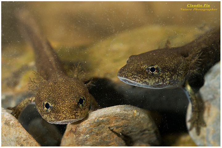 salamandra salamandra, tadpole, larva, girino, foto, fotografia