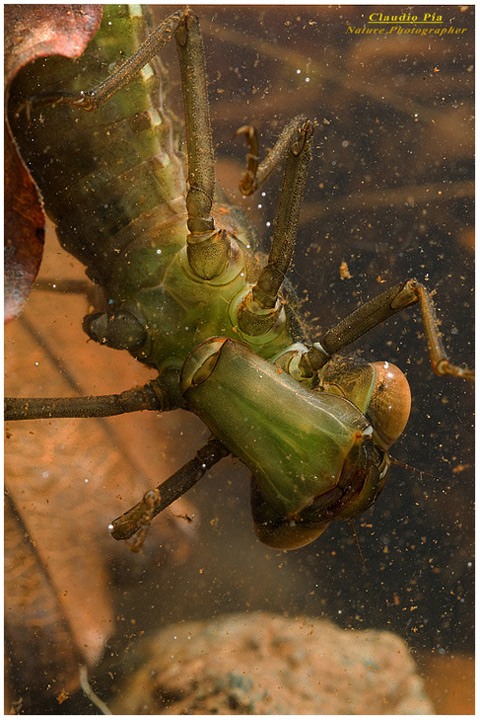 larva di libellula, dragonfly, foto, fotografia libelula dragonfly