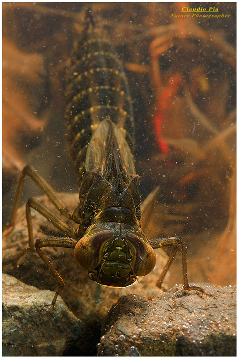 larva di libellula, dragonfly, foto, fotografia libelula dragonfly