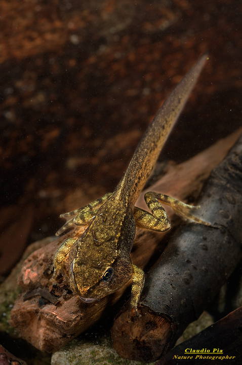 girino tadpole renacuajo, fotografia, foto