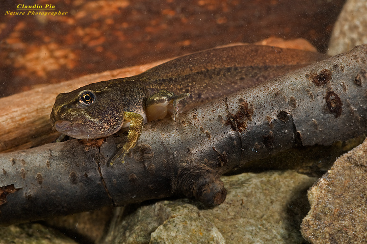 girino tadpole renacuajo, fotografia, foto