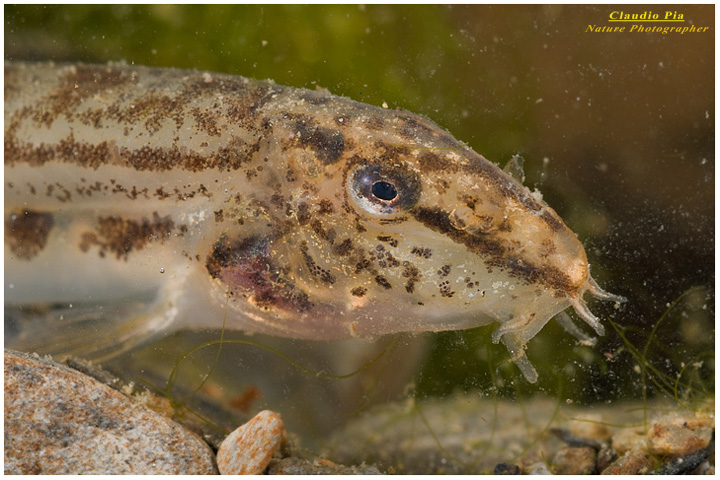 cobite fluviale cobitis bilineata, pesce, fotografia, acqua dolce, val d'aveto