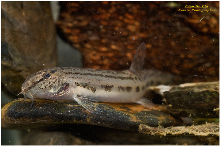 cobite fluviale cobitis bilineata, pesce, fotografia, acqua dolce, val d'aveto