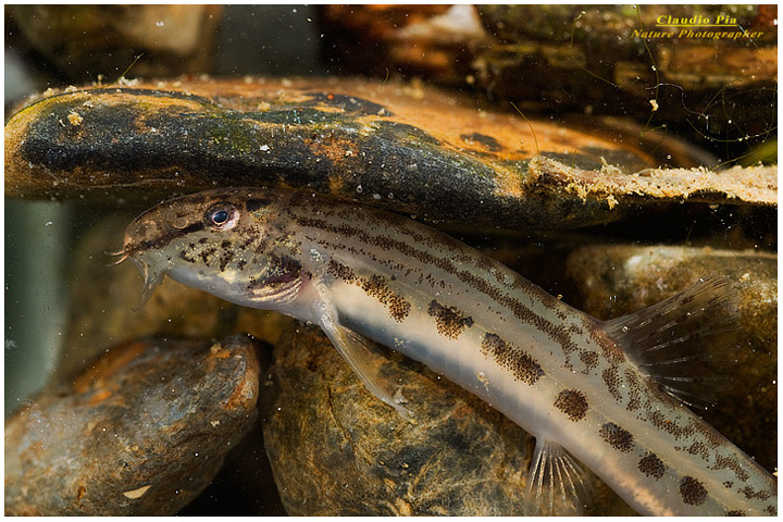 cobite fluviale cobitis bilineata, pesce, fotografia, acqua dolce, val d'aveto