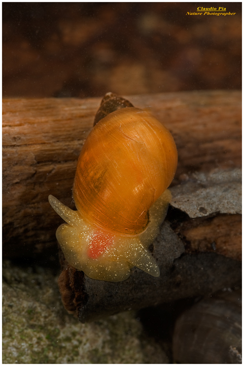 radix peregra lymnaea peregra, foto, fotografia, gasteropode, val d'aveto