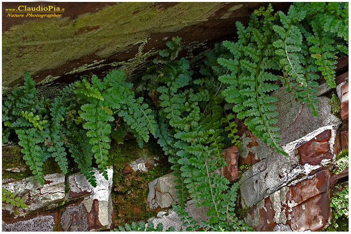 asplenium foreziense, felce, pteridotita, fotografia, foto