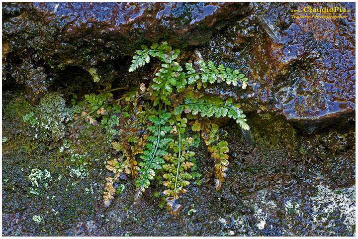 asplenium obovatum_spp_obovatum, felce, pteridotita, fotografia, foto