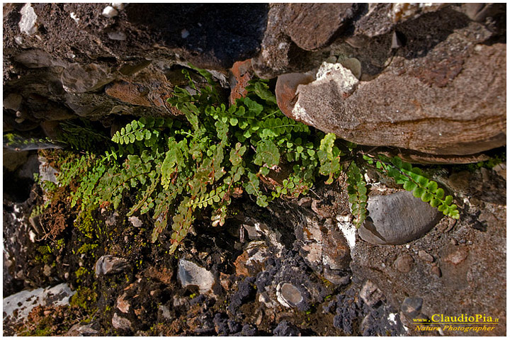 asplenium petrarchae, felce, pteridotita, fotografia, foto