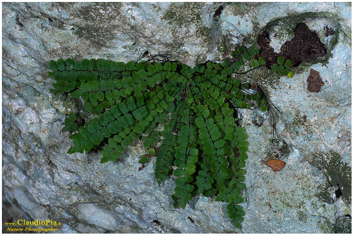 asplenium trichomanes inexpectans, felce, pteridotita, fotografia, foto