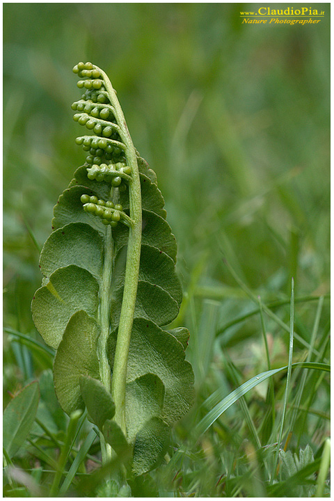 botrychium lunaria, felce, pteridotita, fotografia, foto