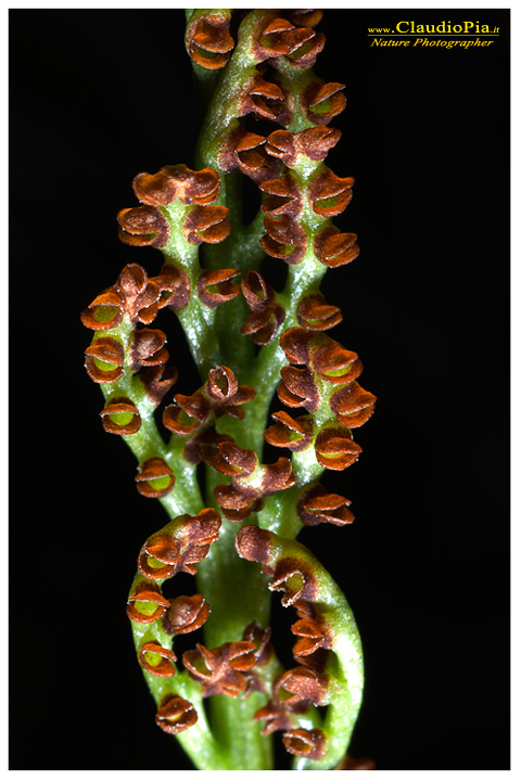 botrychium lunaria, felce, pteridotita, fotografia, foto