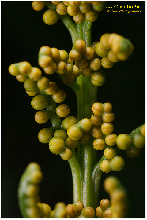 botrychium lunaria, felce, pteridotita, fotografia, foto