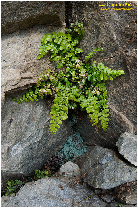 cheilanthes maderensis, felce, pteridotita, fotografia, foto