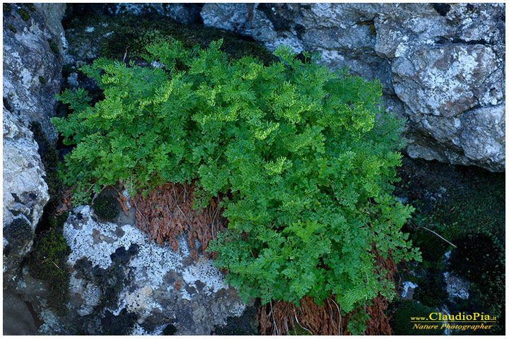 cryptogramma crispa, felce, pteridotita, fotografia, foto