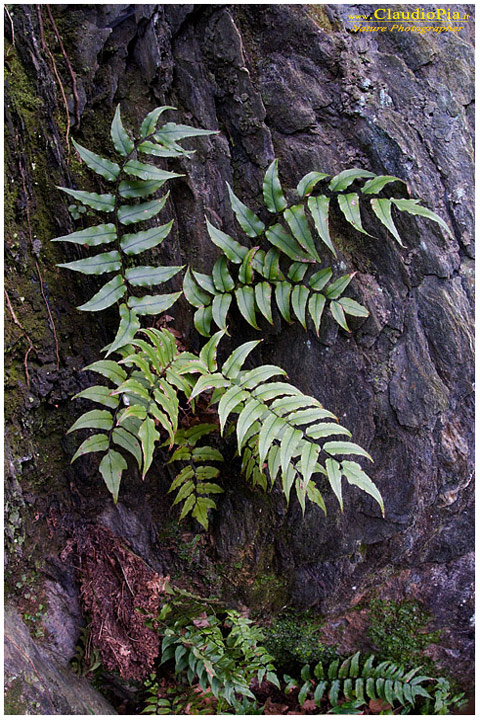 cyrtomium fortunei, felce, pteridotita, fotografia, foto