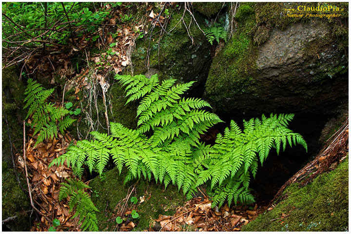 dryopteris expansa, felce, pteridotita, fotografia, foto