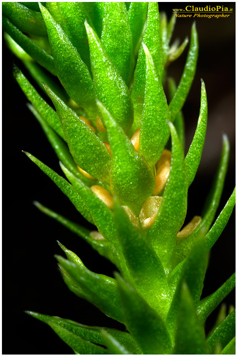 huperzia selago lycopodiaceae, felce, pteridotita, fotografia, foto