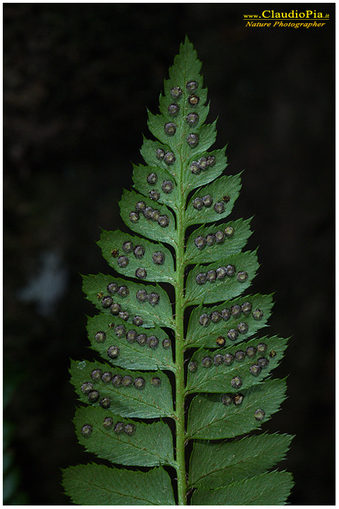 polystichum lonchitis, felce, pteridotita, fotografia, foto