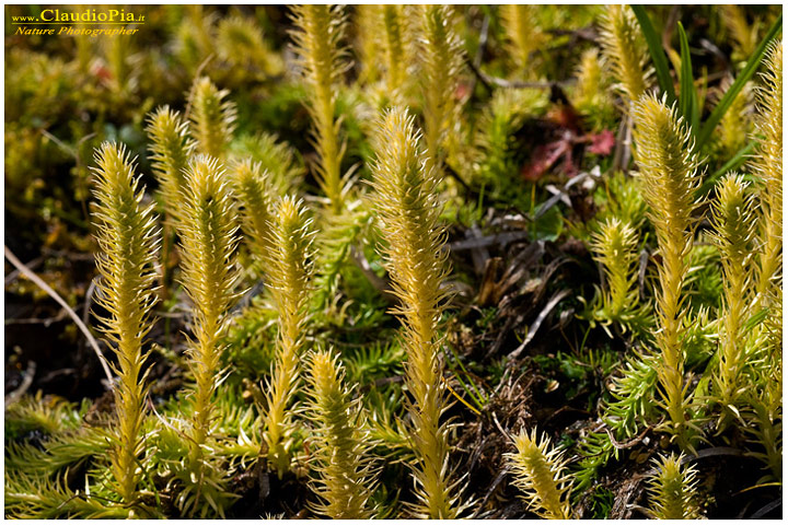 lycopodiella inundata, felce, pteridotita, fotografia, foto