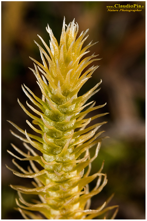 lycopodiella inundata, felce, pteridotita, fotografia, foto