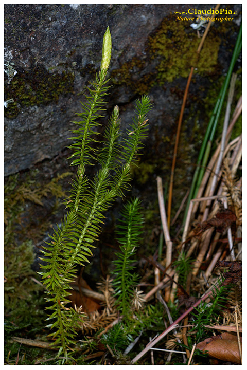 lycopodium annotinum, felce, pteridotita, fotografia, foto