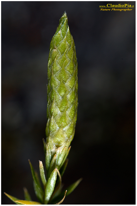 lycopodium annotinum, felce, pteridotita, fotografia, foto