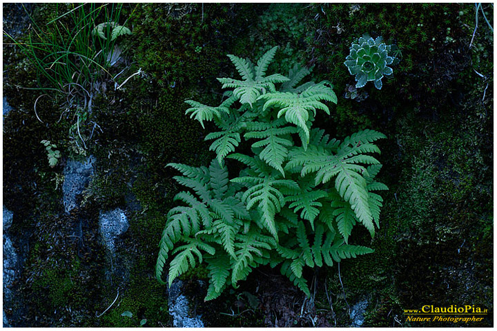 phegopteris connectilis, felce, pteridotita, fotografia, foto