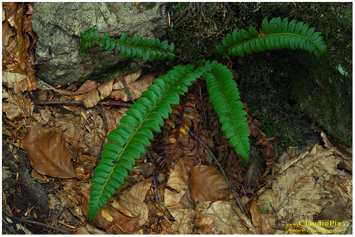 polystichum lonchitis, felce, pteridotita, fotografia, foto