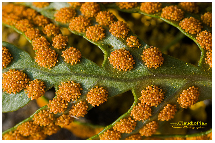 _polypodium cambricum, felce, pteridotita, fotografia, foto