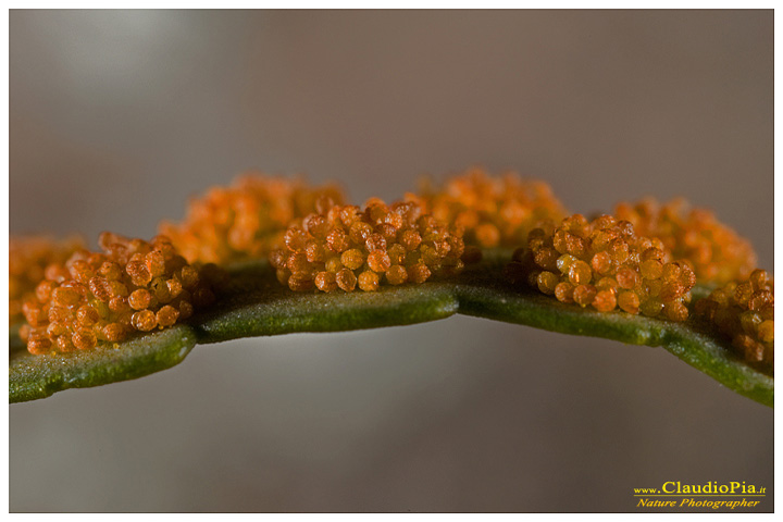 _polypodium cambricum, felce, pteridotita, fotografia, foto