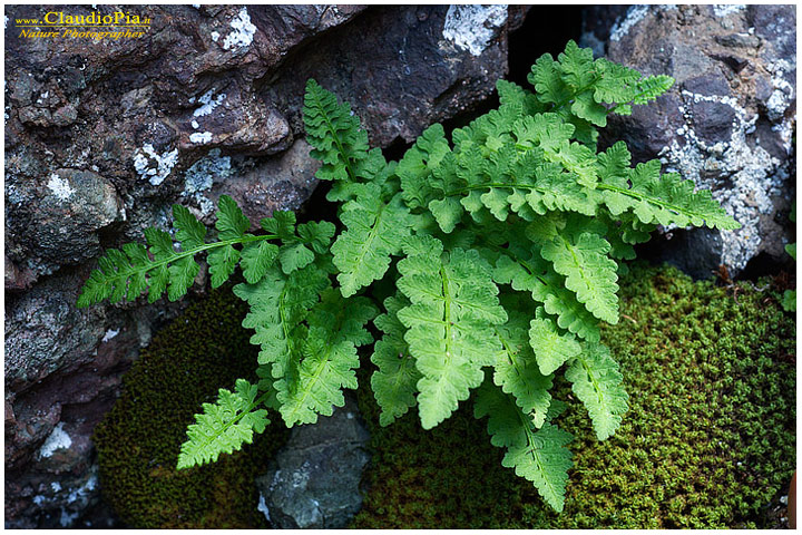 woodsia  alpina, felce, pteridotita, fotografia, foto