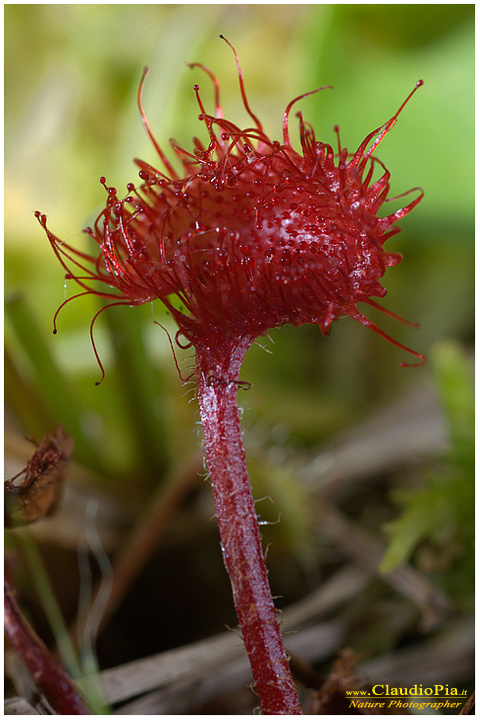 drosera rotundifolia, piante insettivore, carnivore, fotografia, val d'aveto