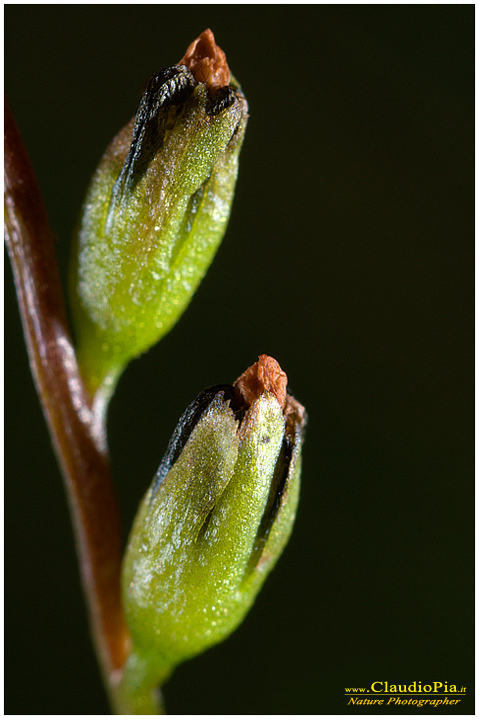 drosera rotundifolia, piante insettivore, carnivore, fotografia, val d'aveto