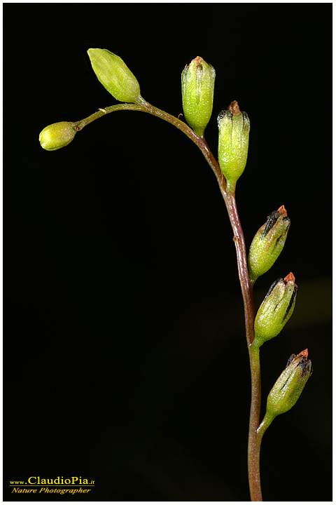 drosera rotundifolia, piante insettivore, carnivore, fotografia, val d'aveto