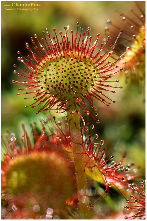 drosera rotundifolia, piante insettivore, carnivore, fotografia, val d'aveto